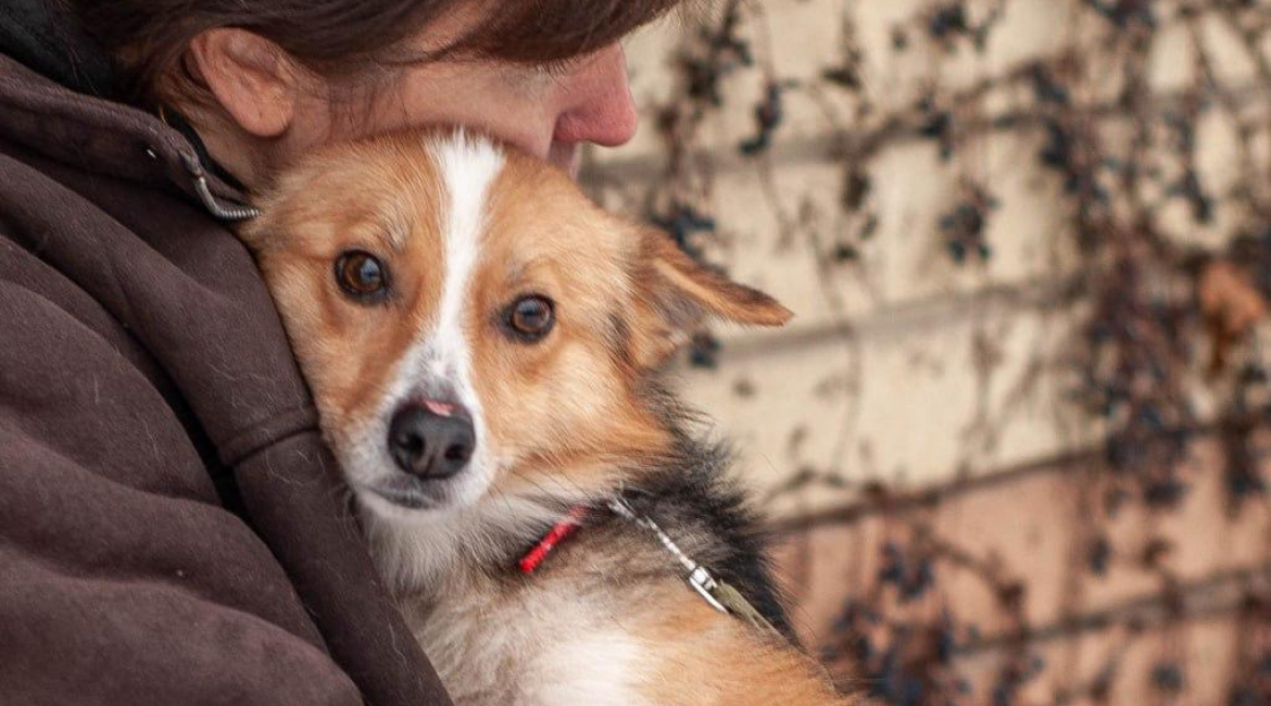 Chiens à adopter